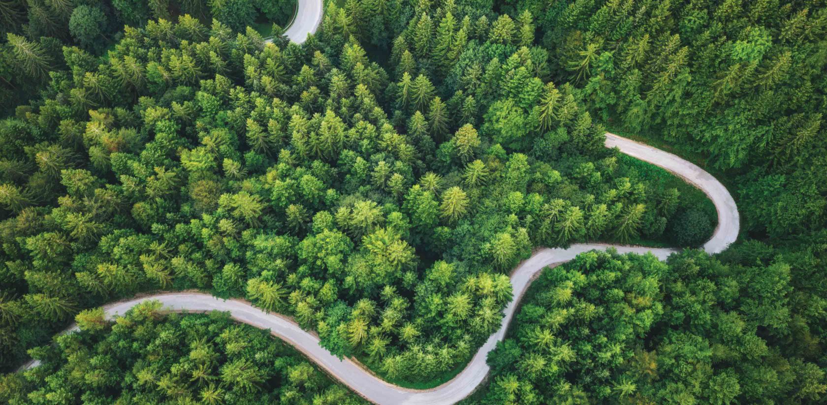 aerial of trees